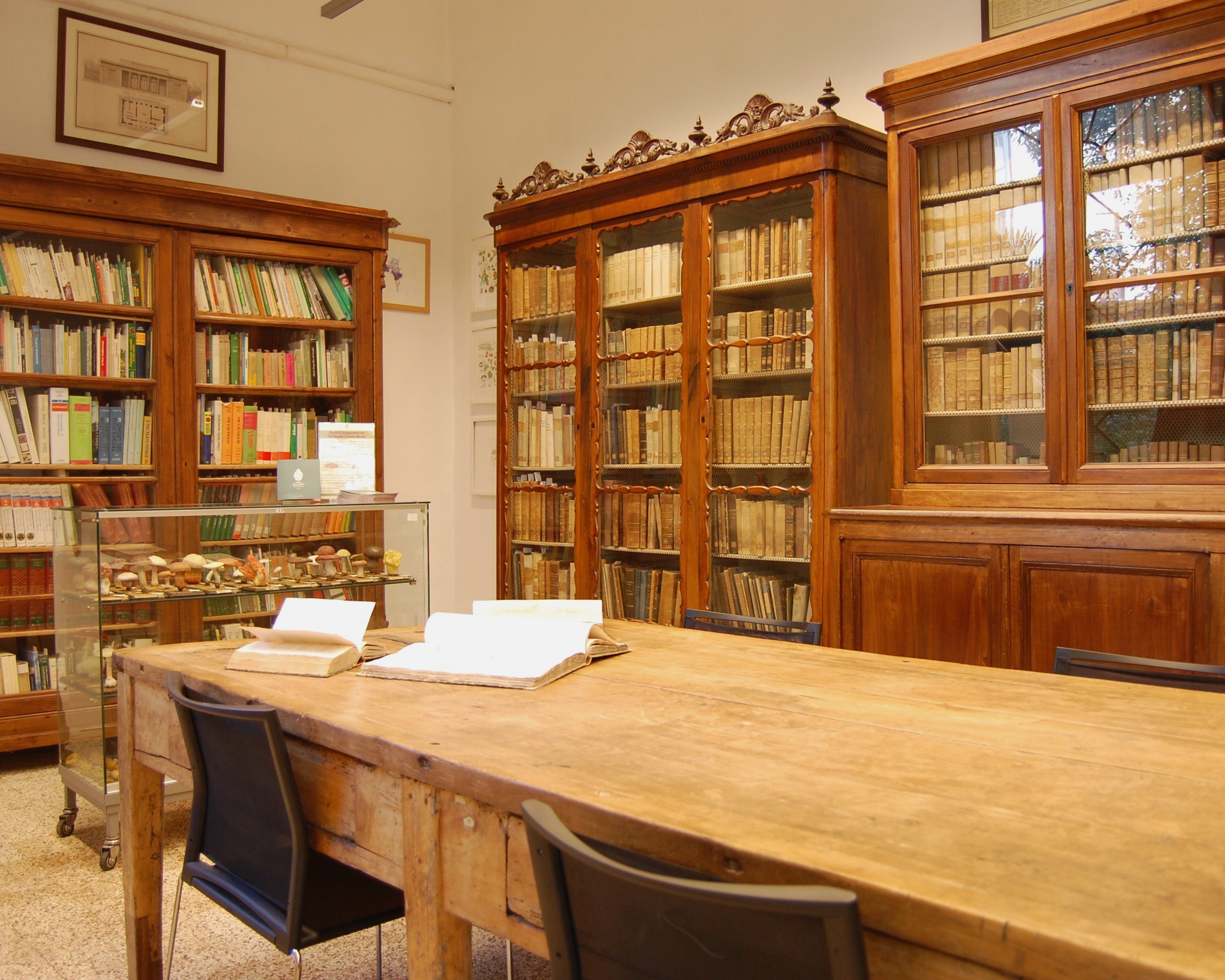 #GEP2026 Gli erbari e la biblioteca del Museo ‘Cesare Bicchi’: proteggere e condividere il patrimonio